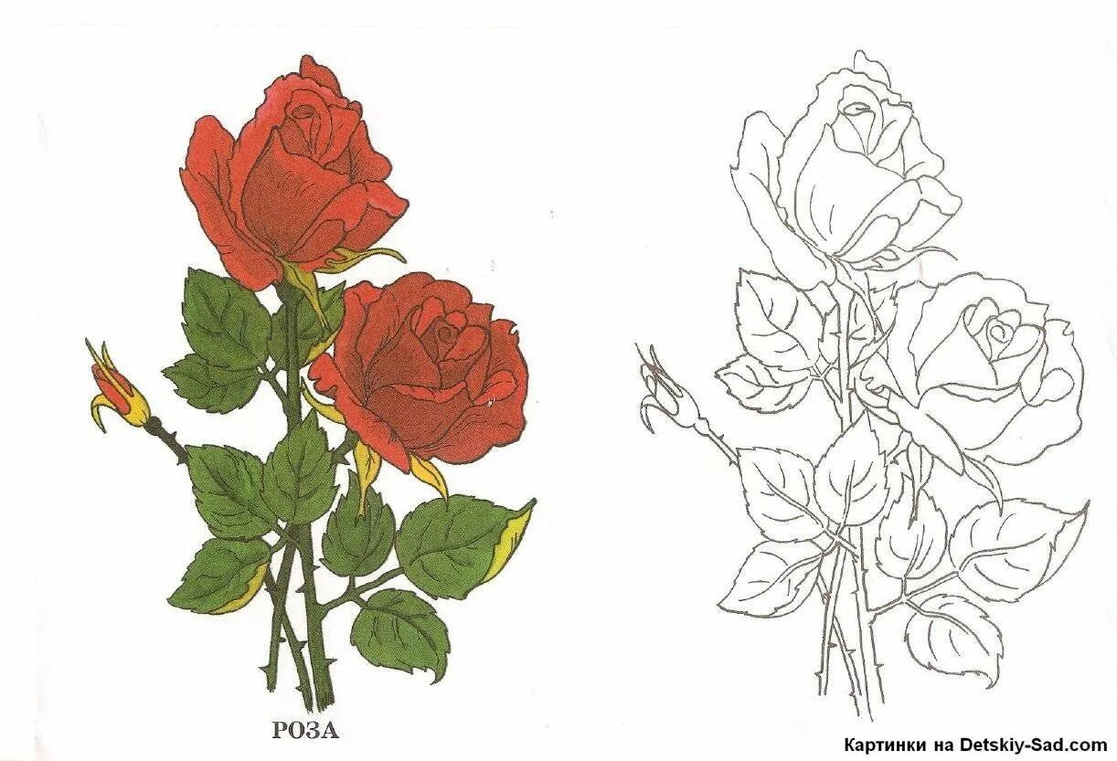 Найди цветок розы. Рисунки цветов. Цветок рисунок для детей.