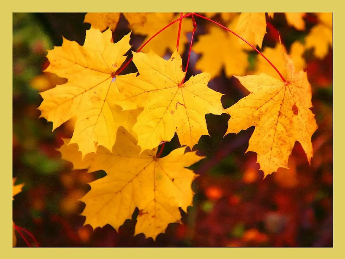 с 1 октября осенний. с 1 октября осенний. с 1 октября осенний. открытки с началом октября. осень октябрь.