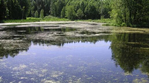 Зарастающие или заростающие. Растение правописание. Заростали или зарастали. Зарастающие или заростающие. Зарастать как пишется.