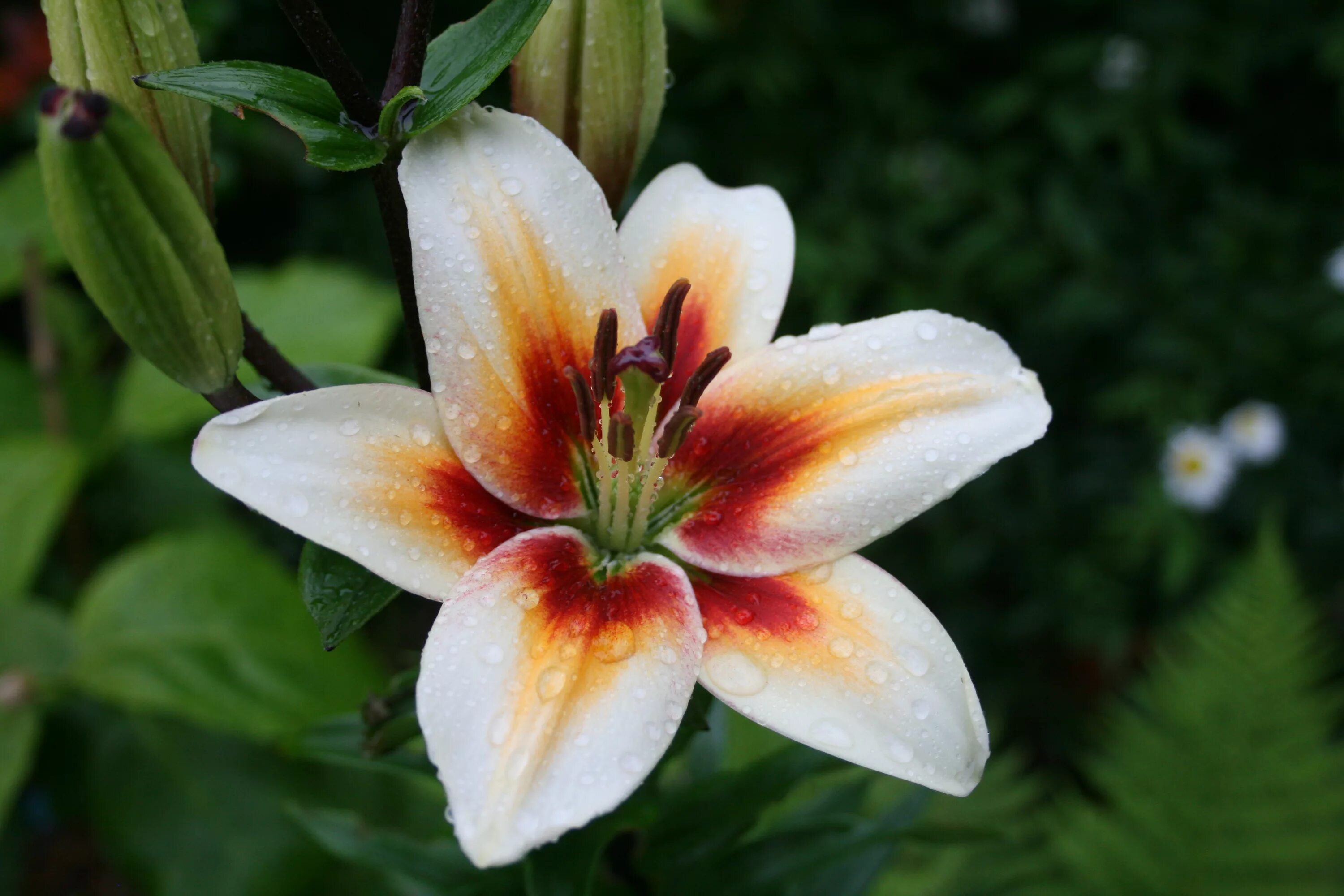 Lily picture