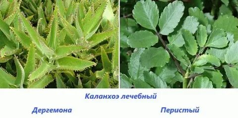 Каланхоэ цветок польза для здоровья человека