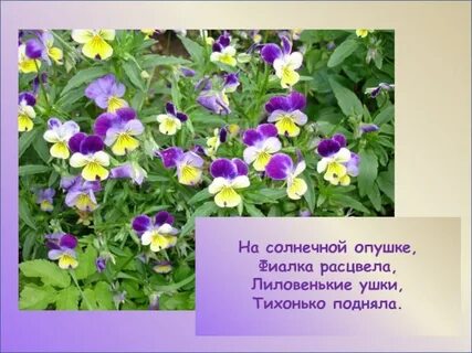 Фиалка расцвела песня