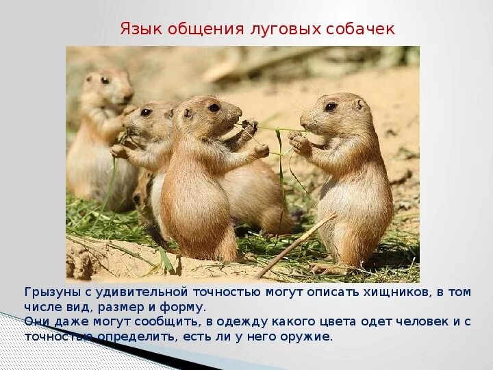 Привести примеры как животные общаются между собой Связь между видами: могут ли животные общаться с другими