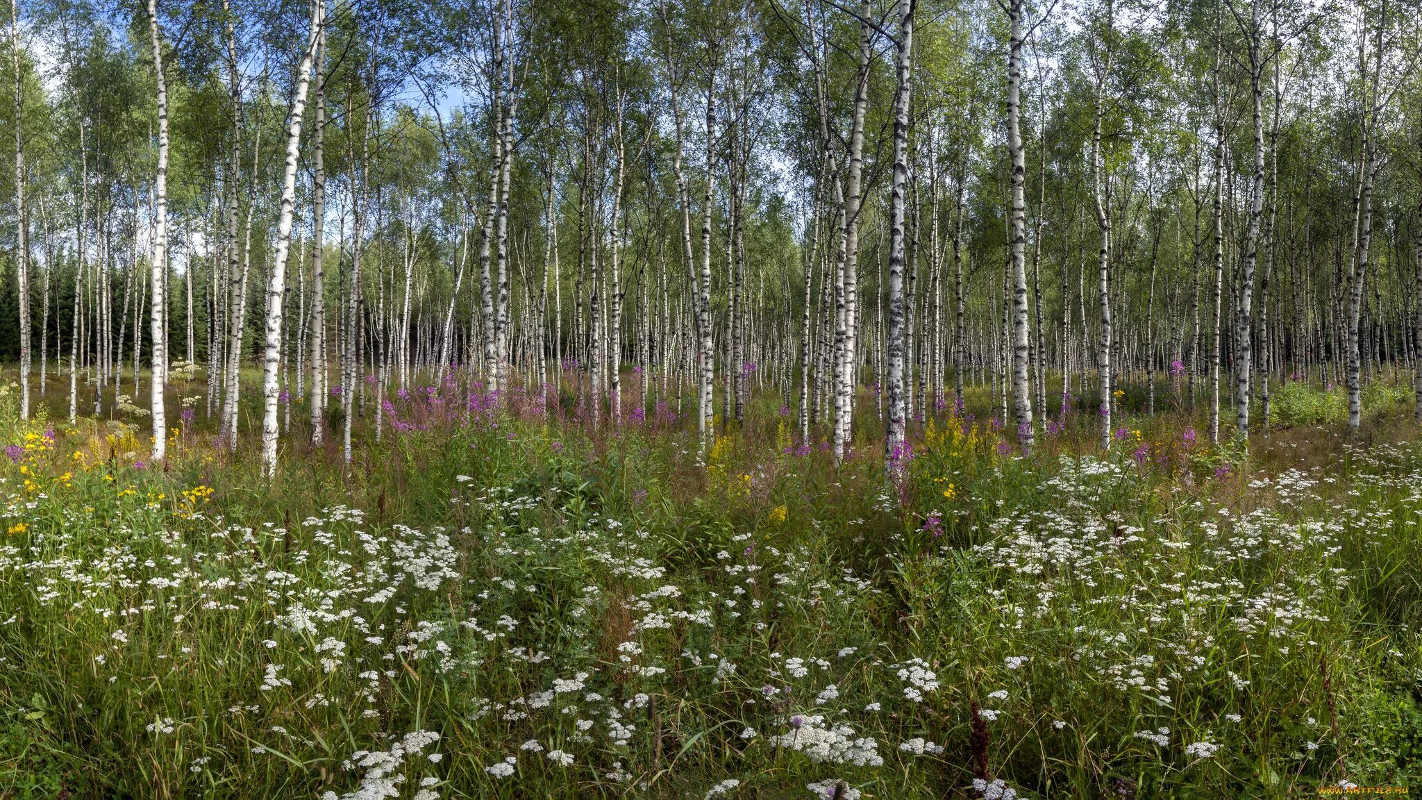 Заросли березки. Березовая роща Поляна. Ромашковский лес. Природа Лесная Поляна Берёзовая роща. Березняк, Березовая роща.