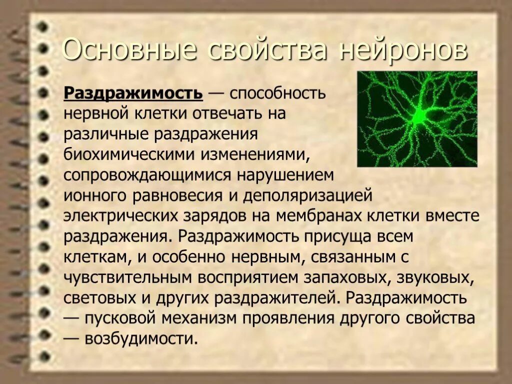 Возбудимостью и проводимостью нейрон. Свойства нейронов. свойства нервных клеток. основные свойства нейронов. раздражимость свойство клетки.