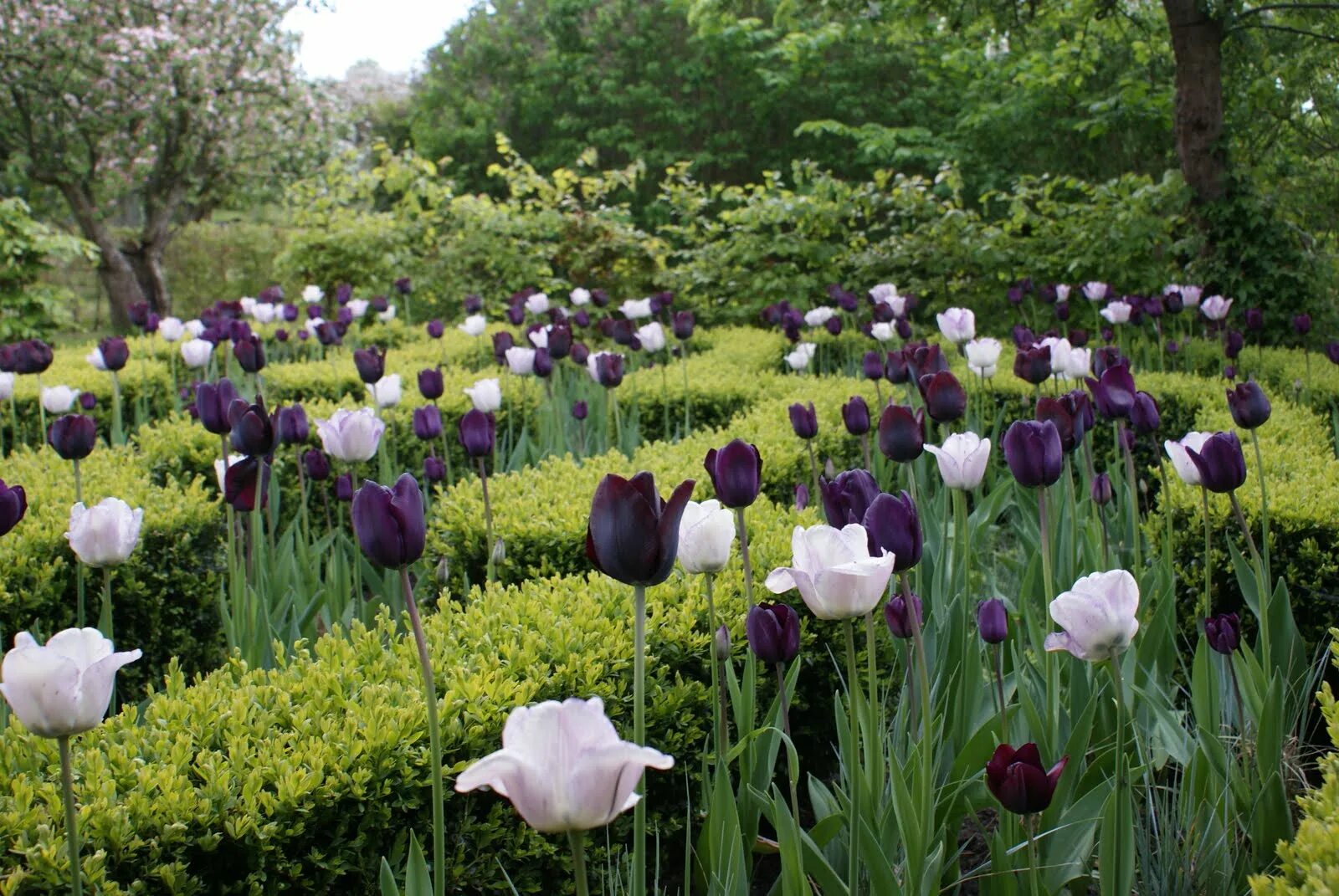 Ботанический сад саранск. Ботанический сад ржавитина саранск. Ботанический сад саранск. Ботанический сад им. Ботанический сад саранск.