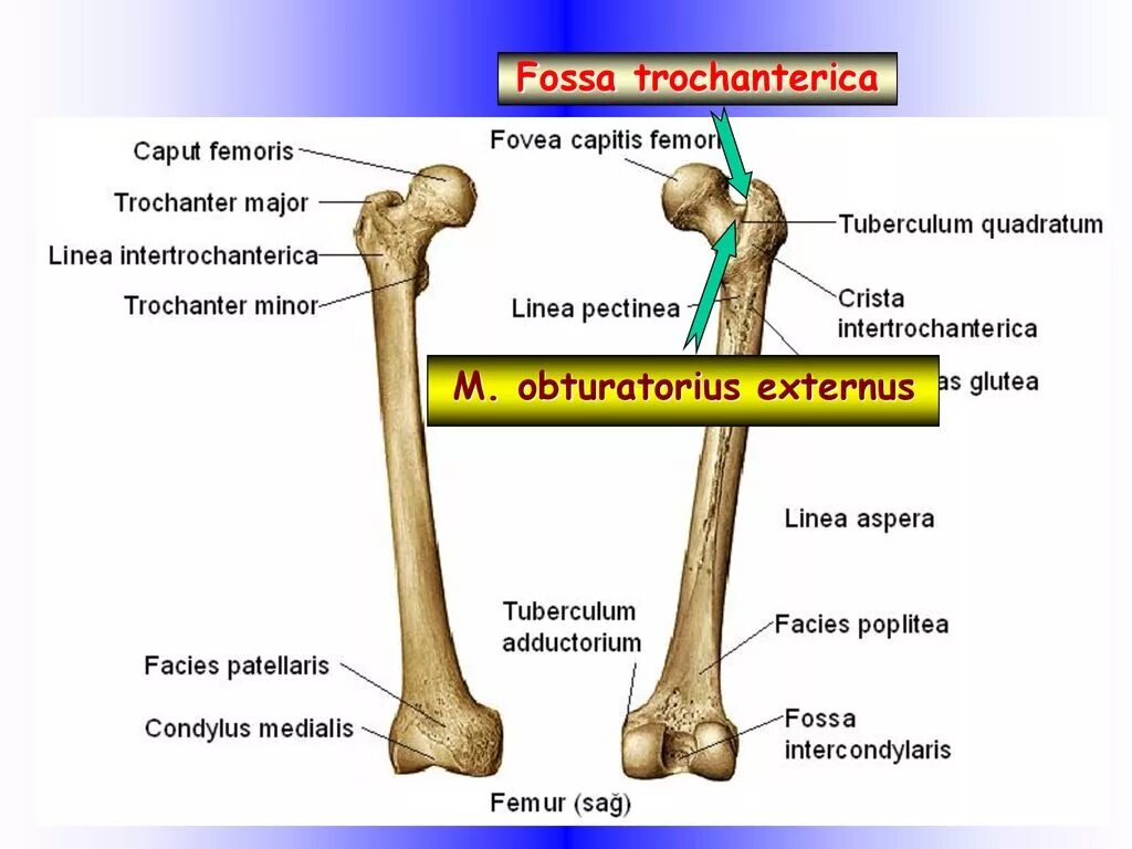 Linea aspera перевод. Linea pectinea бедренной кости. fossa trochanterica бедренной кости. fossa trochanterica анатомия. строение бедренной латынь.