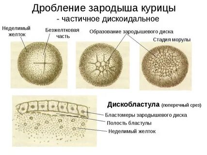 Образование зародыша из зиготы