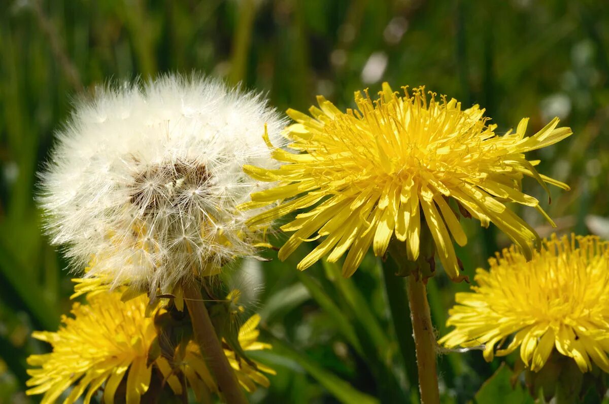 Одуванчик лекарственный – Taraxacum officinale. Тянь-Шанский одуванчик. Одуванчик Тянь Шань. Одуванчик полевой обыкновенный. Группа 1 одуванчики