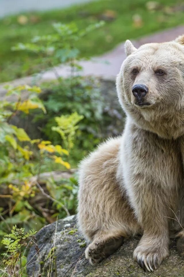 Bear stone. Каменный медведь. Медвежата каменные. Каменный медведь вид. Взгляд медведя.