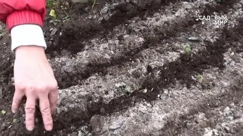 Можно сажать астру под зиму