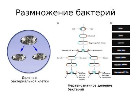Размножение бактерий