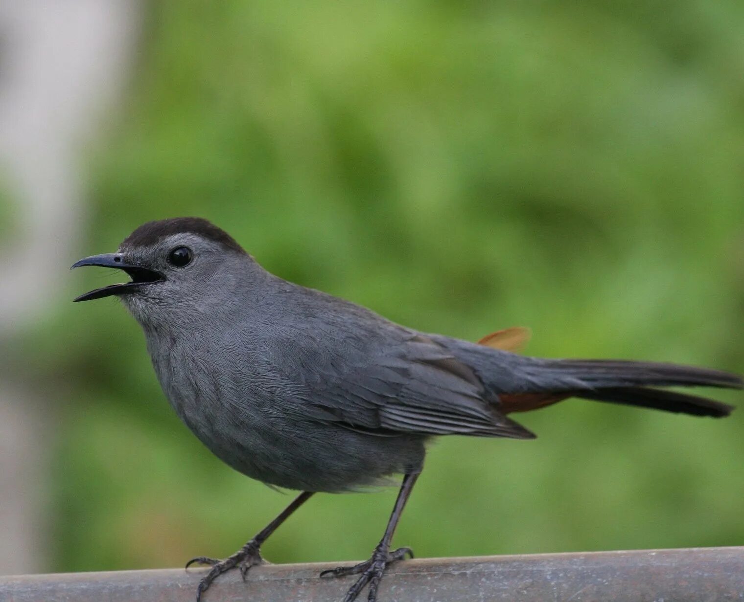 Птица с острым оперением. Dumetella carolinensis. Gray Catbird птица. Воробьинообразные Барвинок. Серая мухоловка.