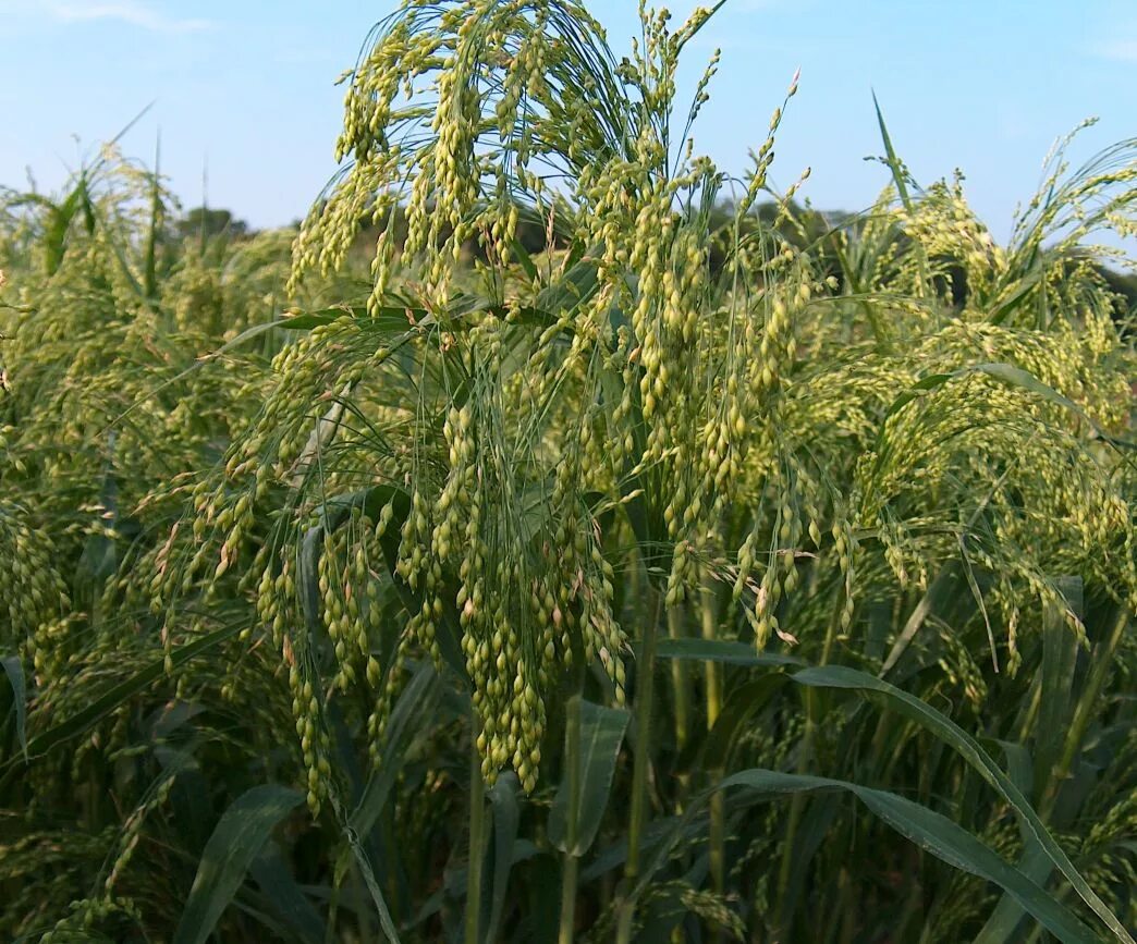 Просо (Panicum miliaceum). Просо Обыкновенное. Просо (лат. Panicum). Дикое просо. Особенности проса