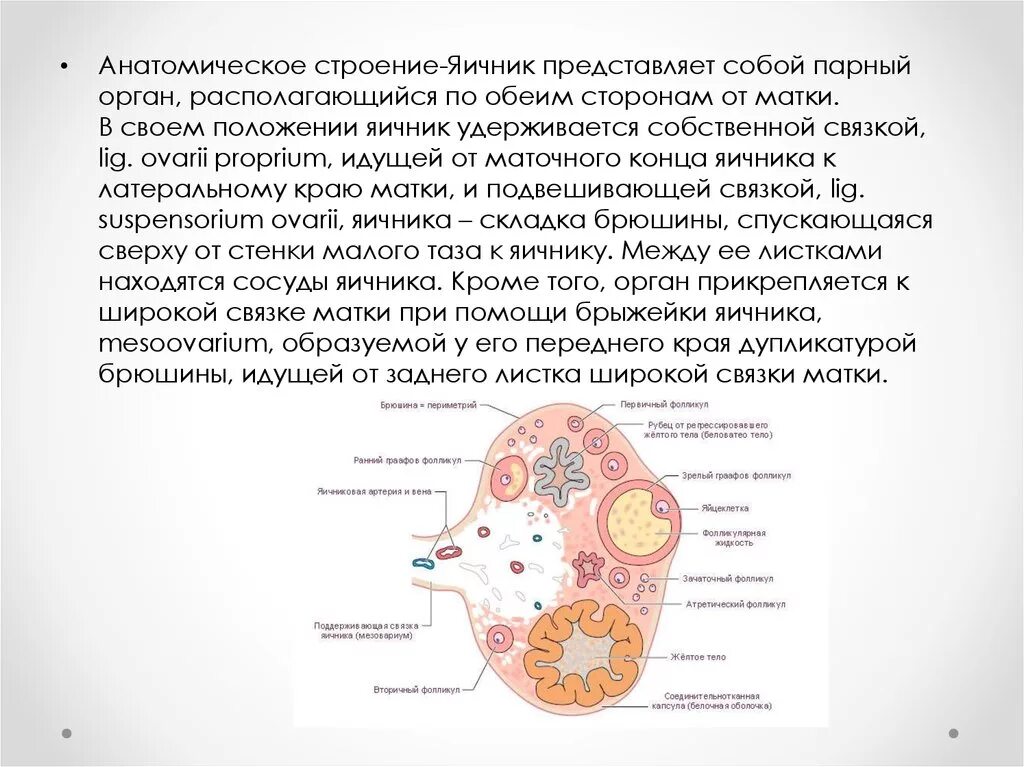 Яичник анатомия строение внешнее. Анатомическое строение яичника. Строение яичника анатомия края. Строение яичника связки. Взаимосвязь яичника