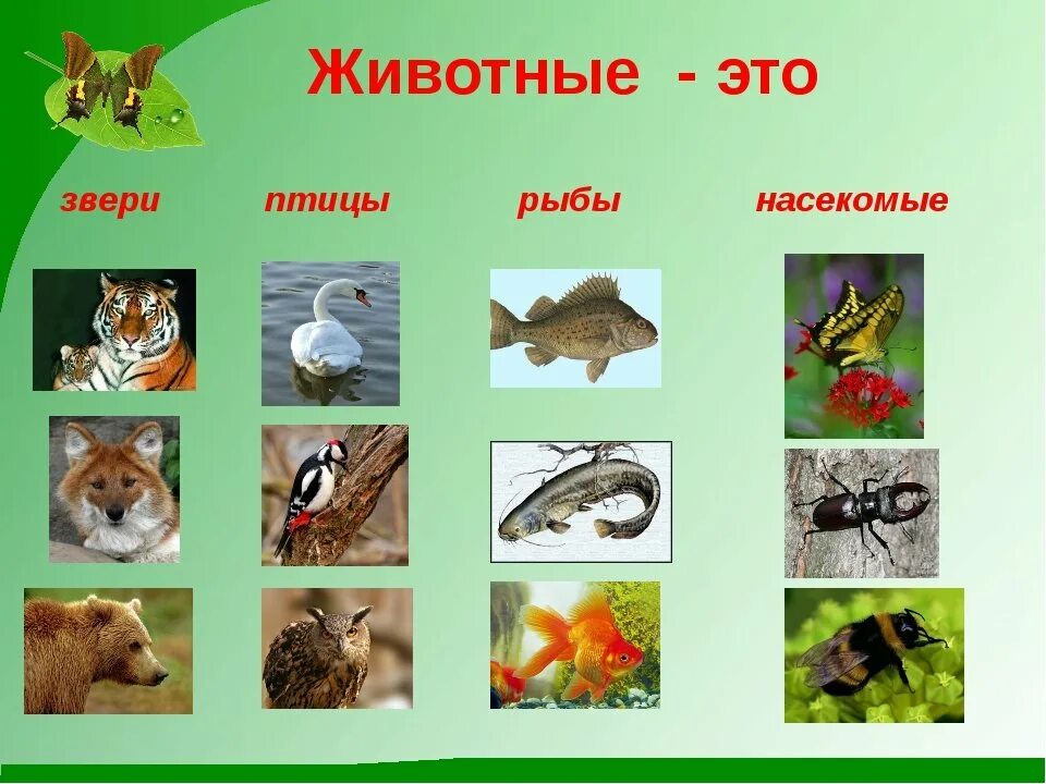 Хищники 1 класс