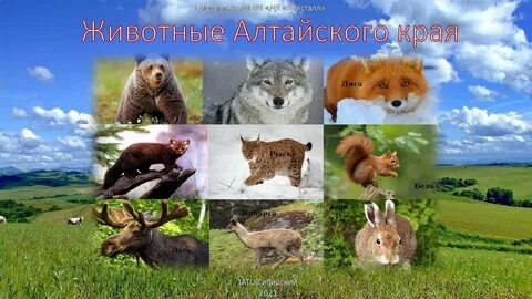 Красивые животные алтайского края