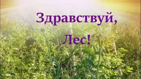 Здравствуйте леса