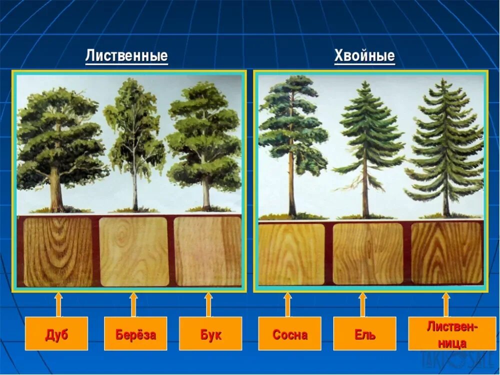 Хвойные породы древесины. Хвойные и лиственные породы деревьев. Хвойные древесные породы. Лиственные породы древесины.