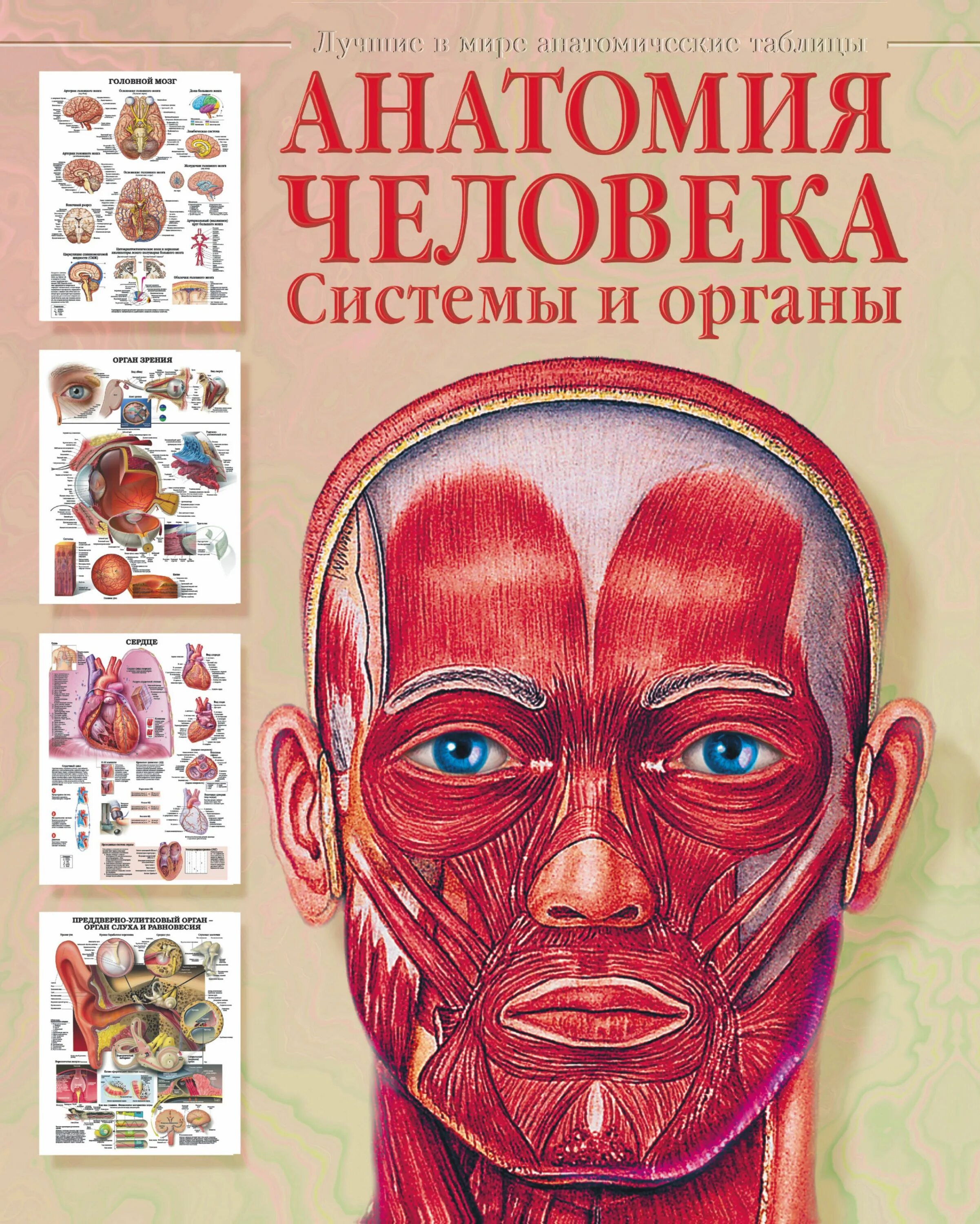 Лучший атлас по анатомии. Большой атлас анатомии человека лучшие в мире анатомические. атлас &quot;анатомии человека. системы и органы&quot; - издательство астрель. махиянова атлас анатомии человека. анатомия человека книга.