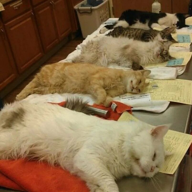 Сколько кошек можно. Сколько кошек можно