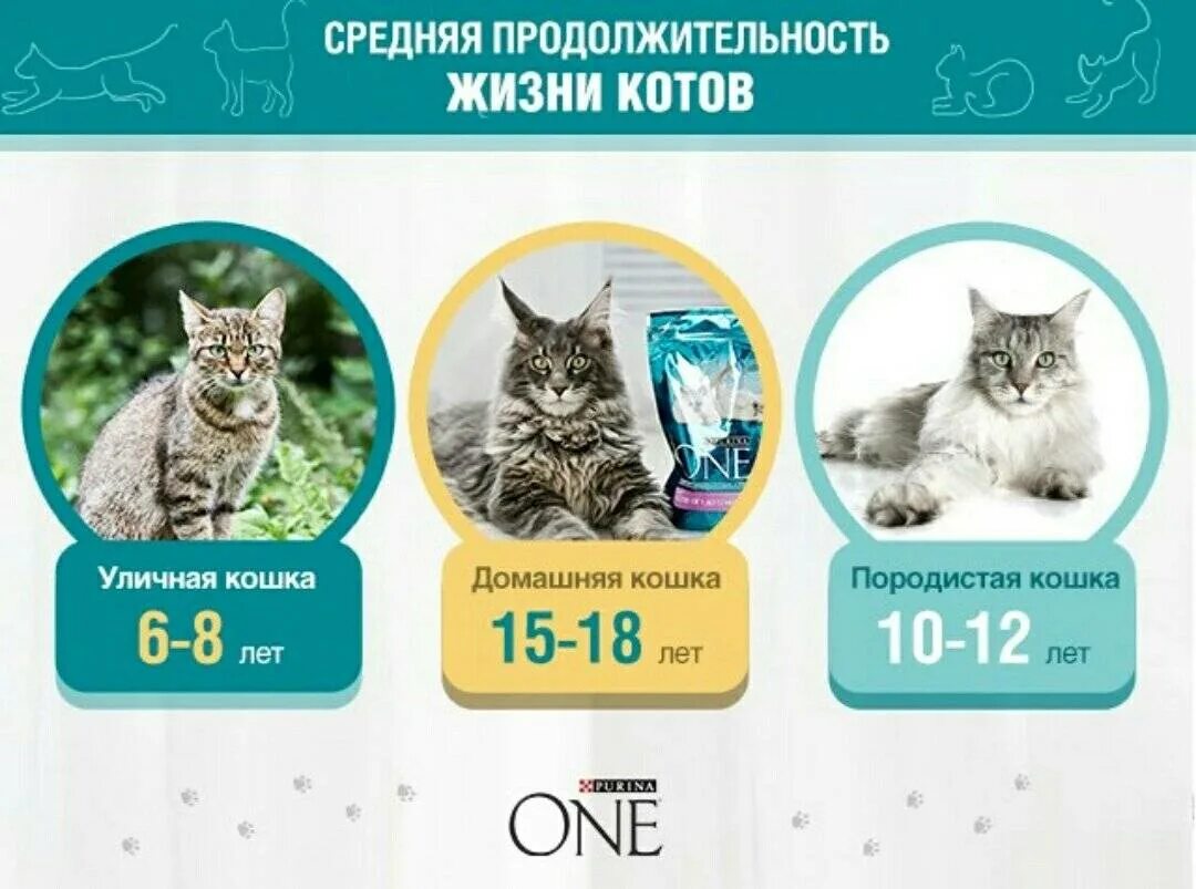 Сколько кошечек. Продолжительность жизни домашних кошек. средняя продолжительность жизни домашних кошек. продолжиьельносььжизни котов. сколько живут коты.
