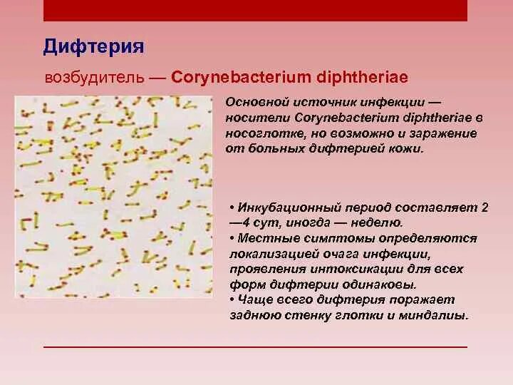 К каким инфекциям относятся следующие заболевания дифтерия. Коринебактерии дифтерии:токсигенные штаммы. Коринебактерии дифтерии микробиология. Дифтерийная палочка Corynebacterium diphtheriae. Возбудитель дифтерии Клебса Леффлера.