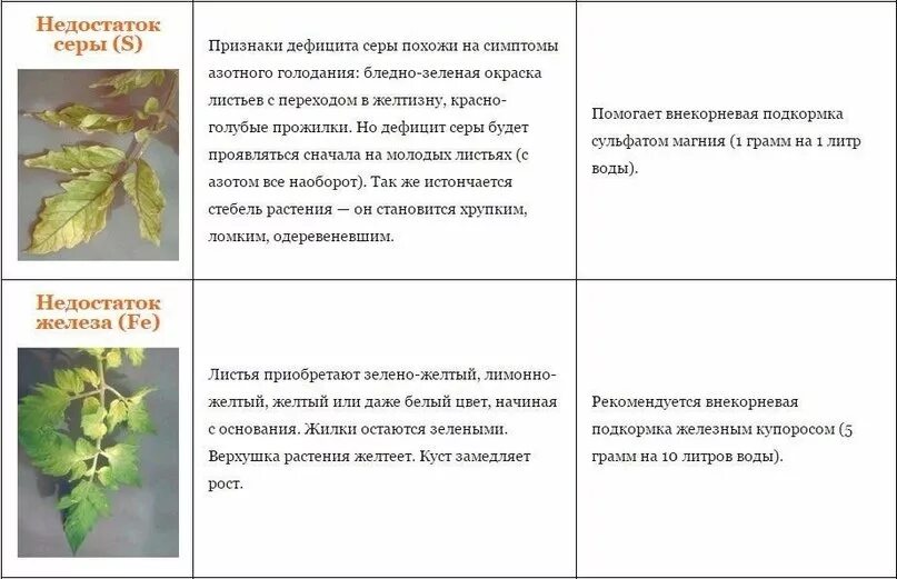 Таблица нехватки элементов томатам. Таблица недостатка элементов питания у томатов. Справочная таблица недостаток питательных веществ у томатов. Дефициты растений по листьям.