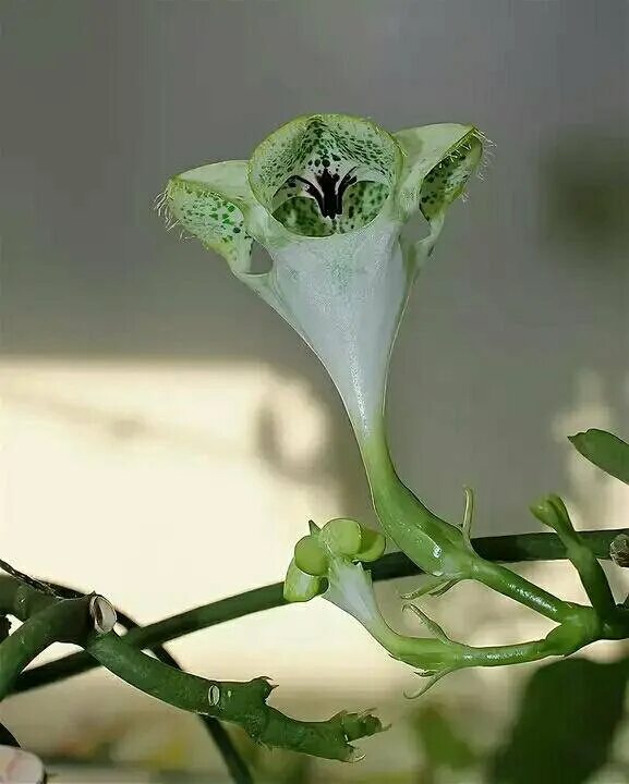 Церопегия сандерсона. Церопегия сандерсона. Церопегия сандерсона ( ceropegia sandersonii). Церопегия сандерсона. Церопегия сандерсона.