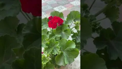 Королева бирмы пеларгония