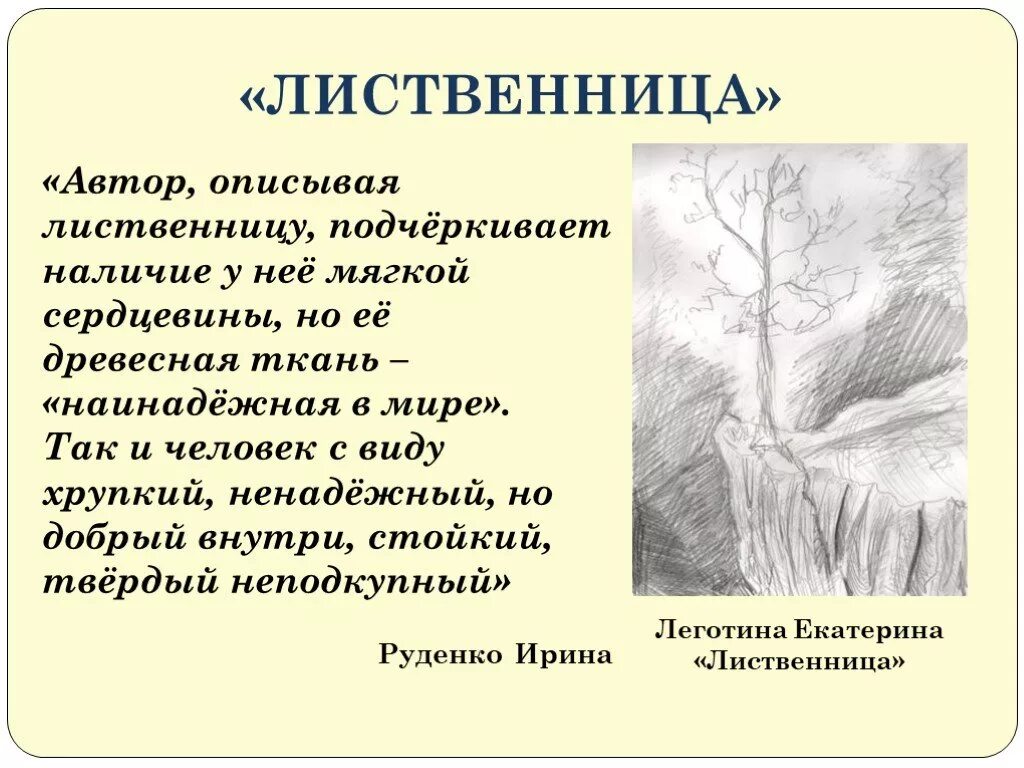 Писатель описывает. Анализ рассказа Солженицына лиственница. Солженицын крохотки лиственница. Лиственница Солженицын анализ. Солженицын крохотки кратко.