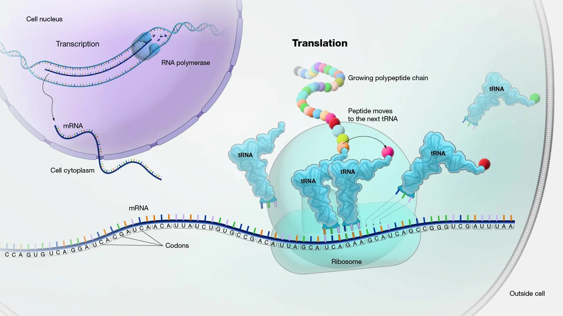 Translation RNA. Центр связывания МРНК. Protein structure. Translation Protein.