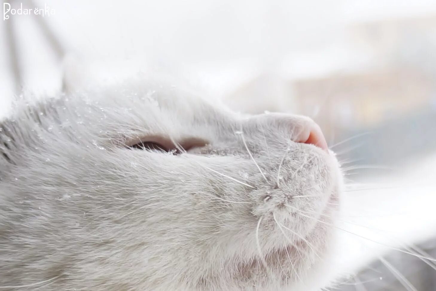 Белый кот в снегу. Белый кот зима. белый кот на снегу. кот со снежинкой на носу. белая кошка на снегу.