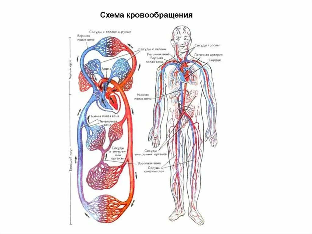 Кровеносная и лимфатическая системы. Строение сердечно-сосудистой и лимфатической системы. Связь кровеносной и лимфатической систем. Кровеносная и лимфатическая система человека ЕГЭ.