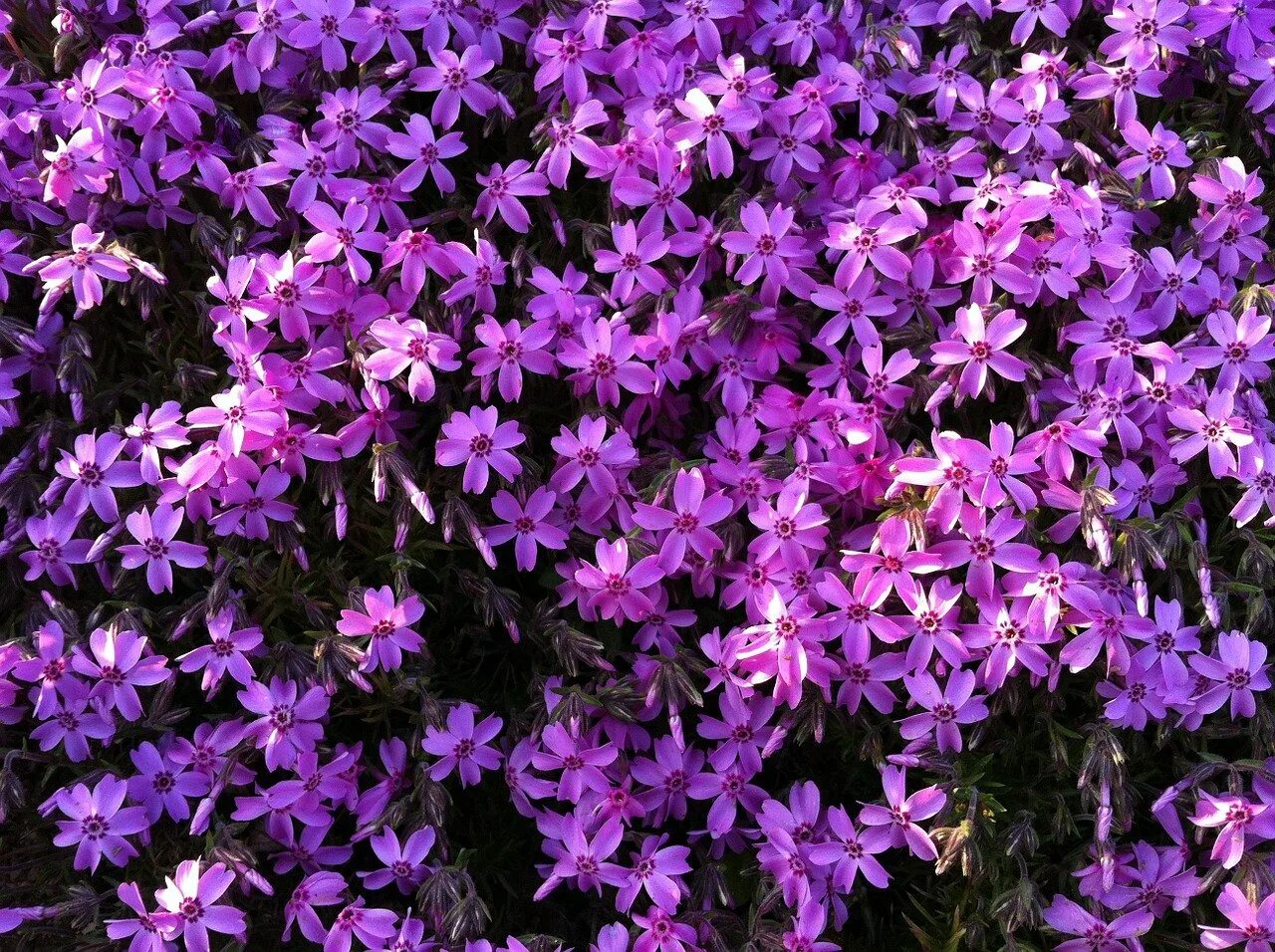 Породы фиолетовых цветов. Перпл цветы. Пурпл цветок. Фиолетовые цветы. Сиреневые цветы.