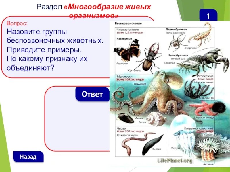 Какие организмы относятся к беспозвоночным животным. Многообразие живых организмов. Биология многообразие живых организмов. Многообразие видов живых организмов. Разнообразие живых организмов биология.