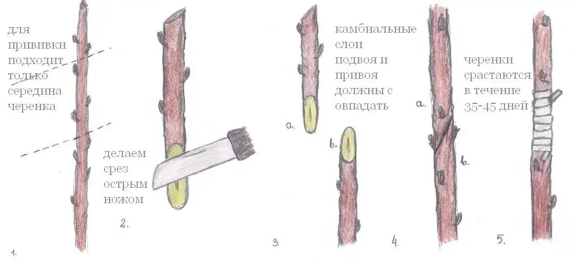 Как делать прививку яблони. Окулировка плодовых деревьев. Прививка растений окулировка копулировка. Прививка черенков яблони весной. Прививка яблони подвой привой.