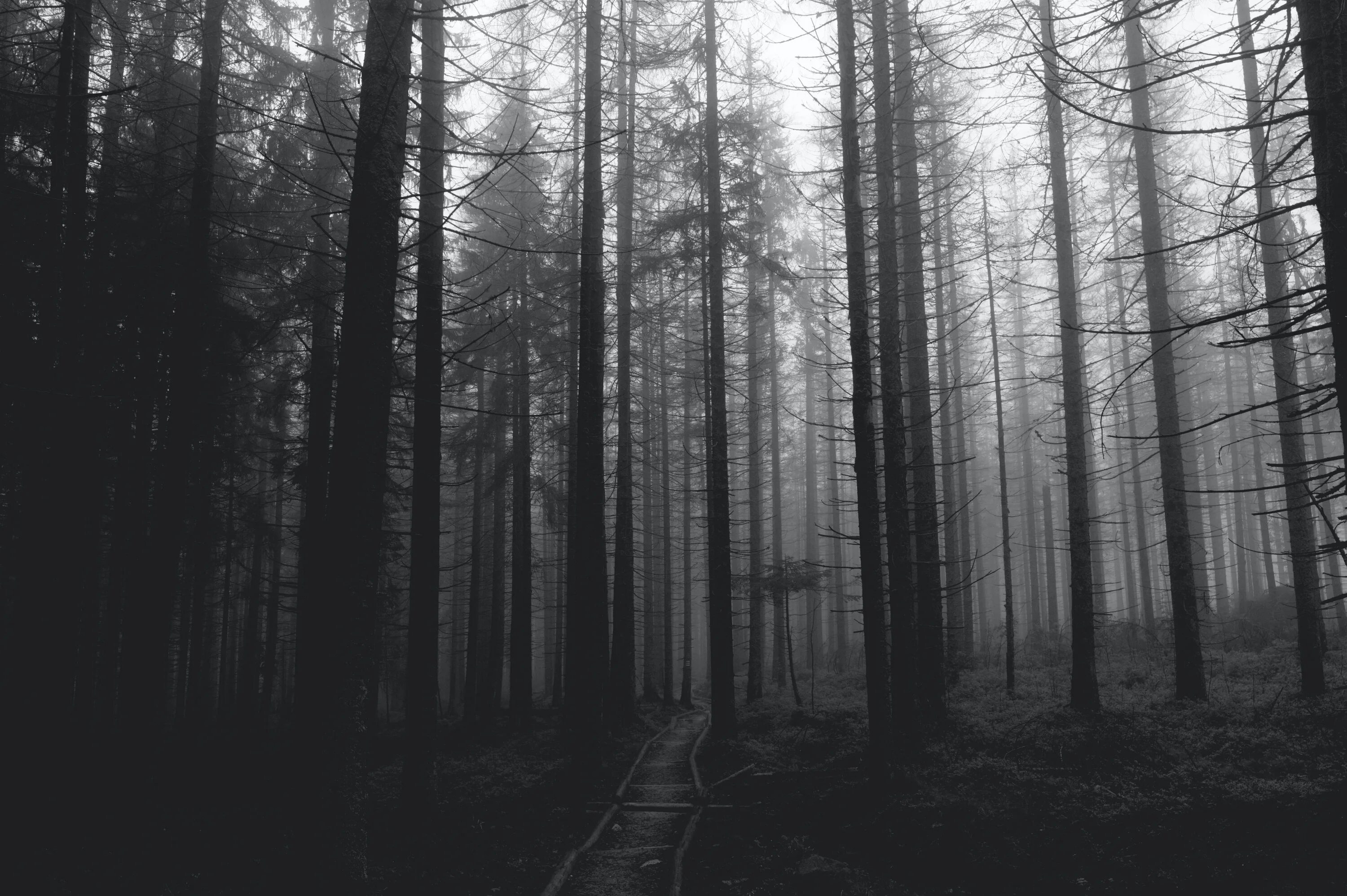 Самый черный лес. Шварцвальд лес мрачный. Atmospheric Black Metal лес. Темный лес. Жуткий лес.