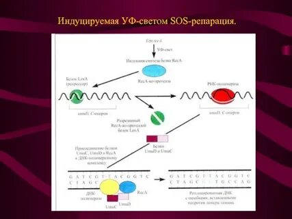 Sos репарация