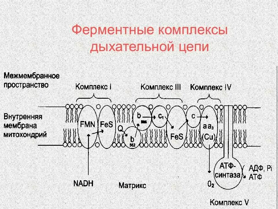 Биохимия электрон. Митохондриальная цепь переноса электронов. комплексы дыхательной цепи биохимия. схема строения дыхательной цепи. комплекс 5 дыхательной цепи митохондрий.