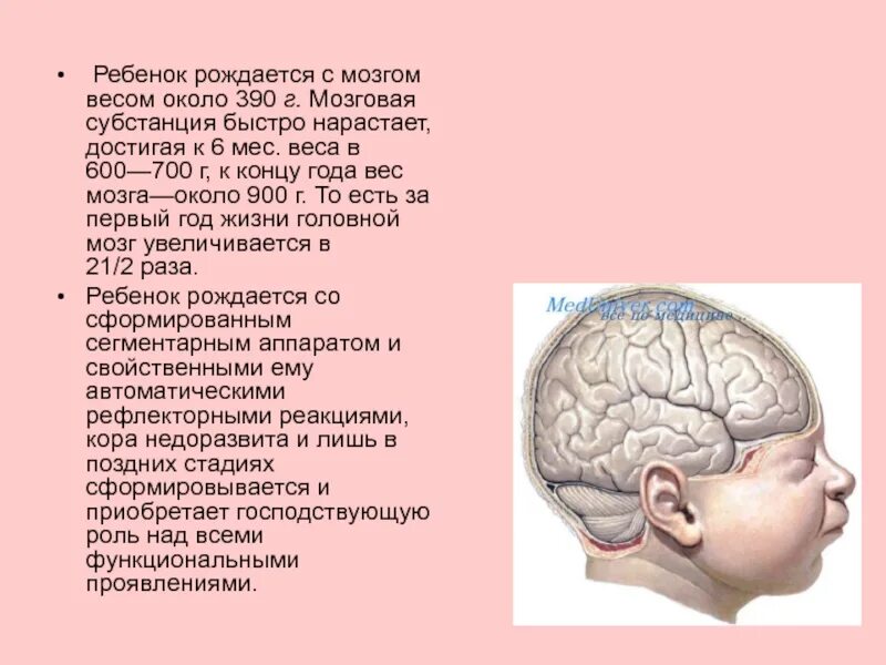 Возрастные изменения головного мозга. Головной мозг ребенка. Масса головного мозга. Масса головного мозга взрослого человека. Возрастные головного мозга..