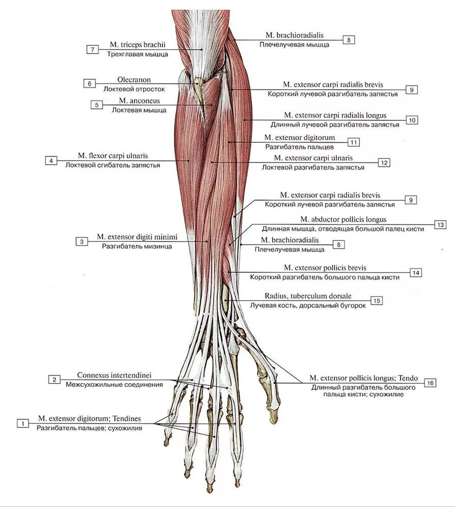 Сгибатель латынь. Мышцы предплечья анатомия задняя группа. Мышцы предплечья задняя группа 2 слоя. Мышцы предплечья разгибатели анатомия. Мышцы предплечья анатомия задняя группа поверхностный слой.