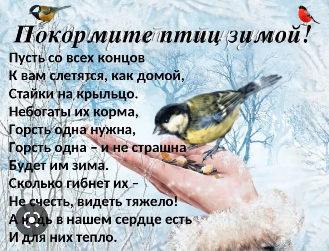Как заботиться о птицах. Покормите птиц зимой стихотворение. Кормим птиц зимой. Акция Покормите птиц зимой. Стихи на тему Покормите птиц зимой.
