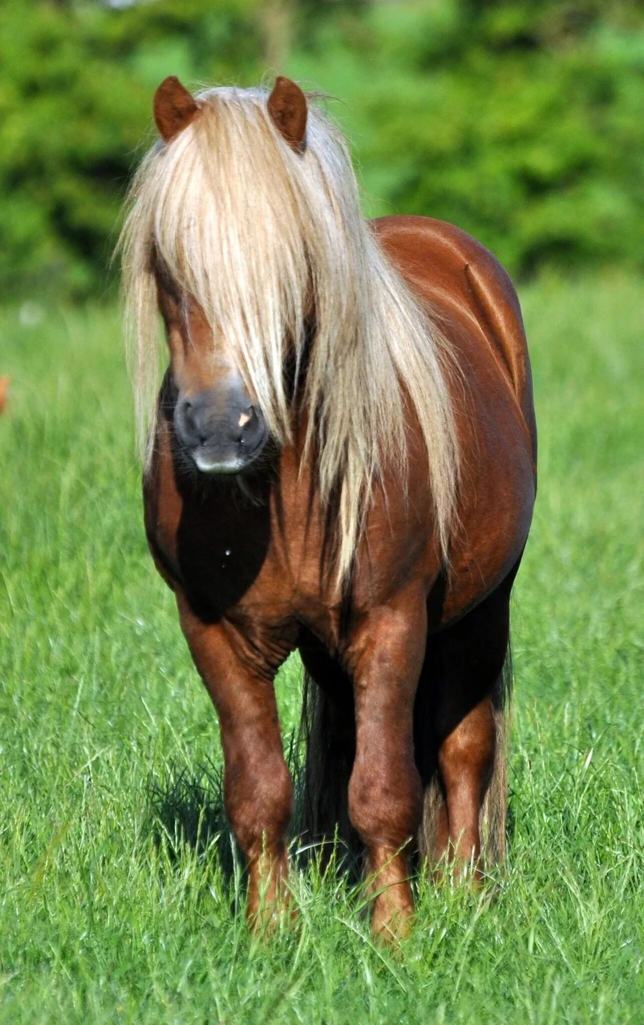 Пони шетлендской породы. Лошадь породы шетлендский пони. Коняшка пони. Лошадь Шетландский пони. Фотографии pony