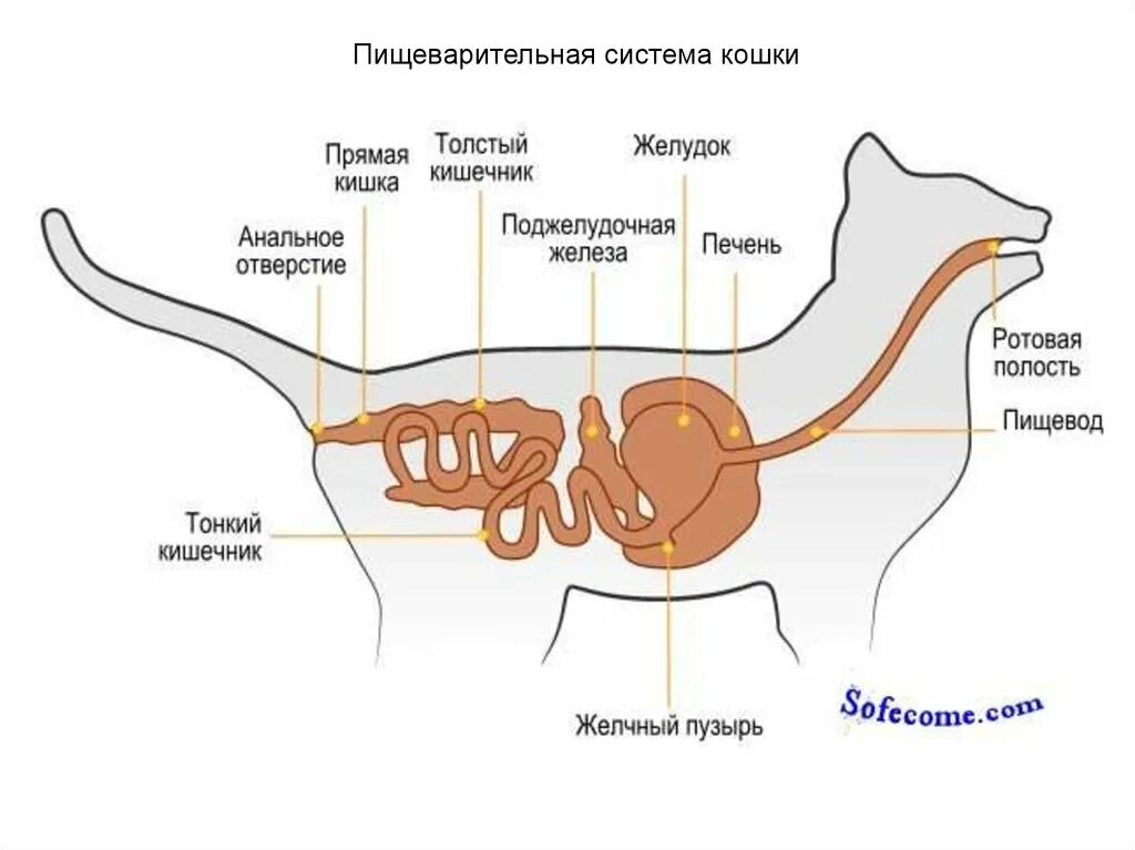 Из каких отделов состоит пищеварительный тракт млекопитающих. Пищеварительная система животного схема. Пищеварительная система млекопитающих схема. Внутренние строение пищеварительной системы у животных. Строение пищеварительной системы собаки схема.