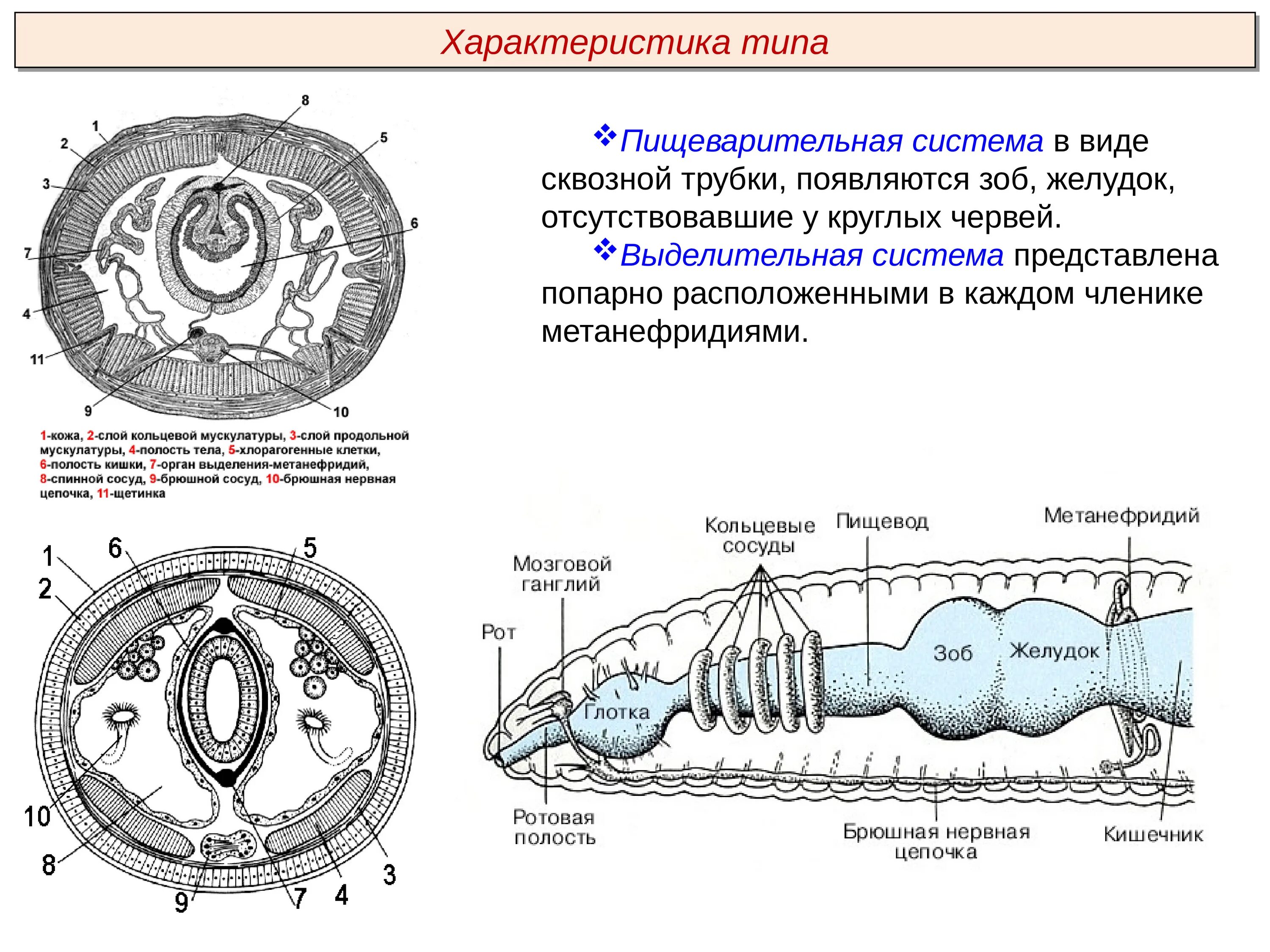Выделительные трубочки червей. Тип кольчатые черви строение выделительной системы. Тип выделительной системы кольчатых червей. Органы выделительной системы кольчатых червей. Выделительная система кольчатых червей.