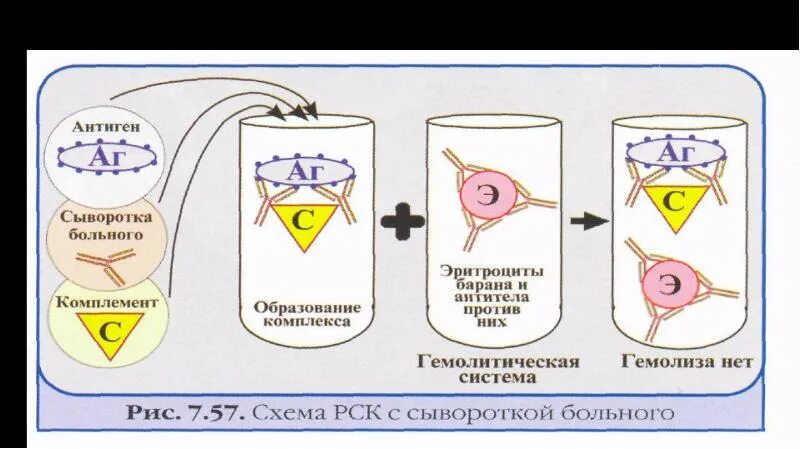 Связывания комплемента (РСК. Серологические реакции (реакция связывания комплемента (РСК. Серологическое исследование РСК. Реакция связывания комплемента РСК микробиология. Рск дист