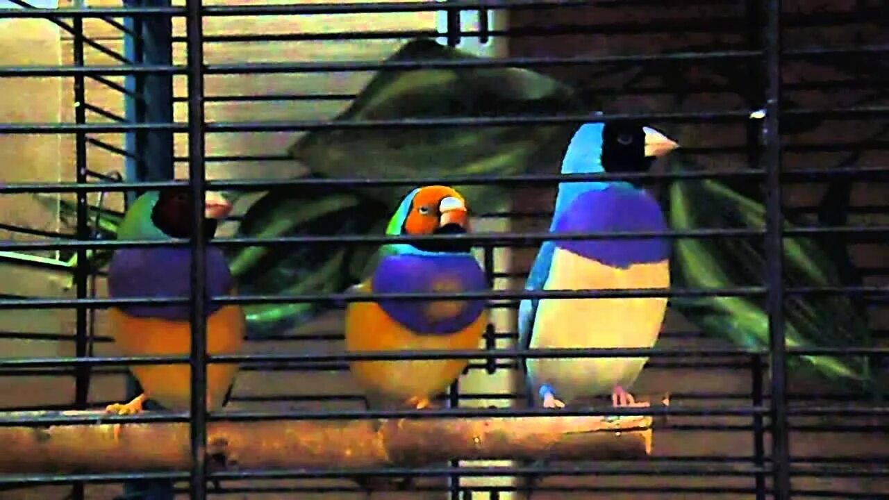 Амадины птички поют. Амадины птицы. Птица амадина зебровая. Пение амадинов. Хохлатая зебровая амадина.