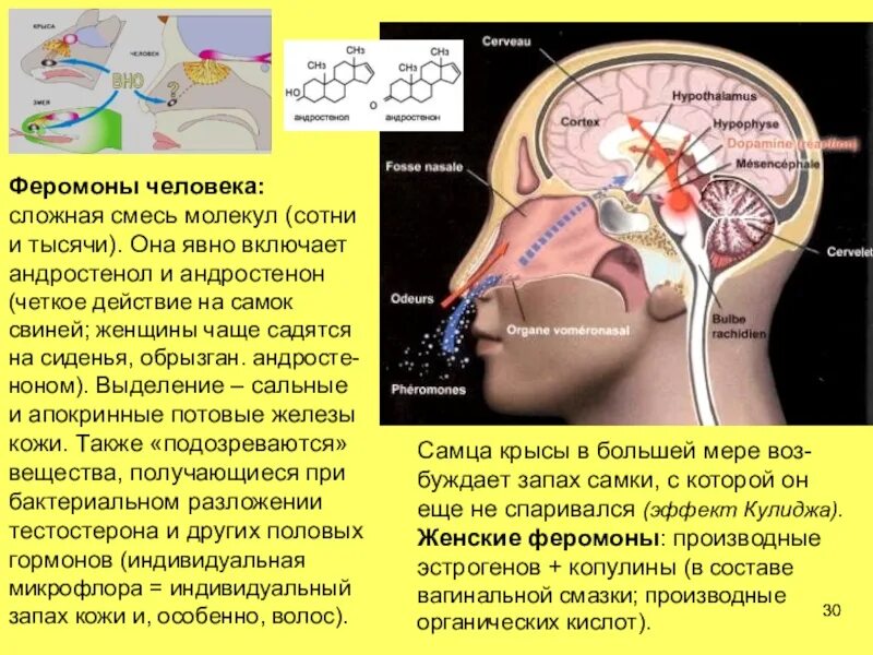 Феромоны человека. ЦНС физиология человека. Нервная система физиология человека. Влияние феромонов на человека.