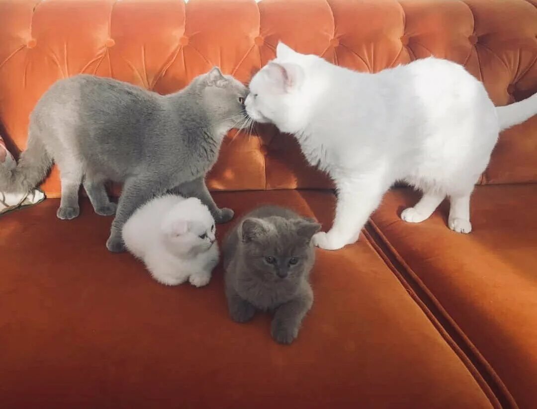 Семья котов. Счастливая Кошачья семья. Папа кот и котенок. Кот, кошка и котенок.